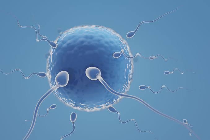 Male Infertility